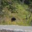 Black Bear, Yellowstone, Mount Washburn