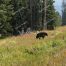 Black Bear, Yellowstone, Mount Washburn