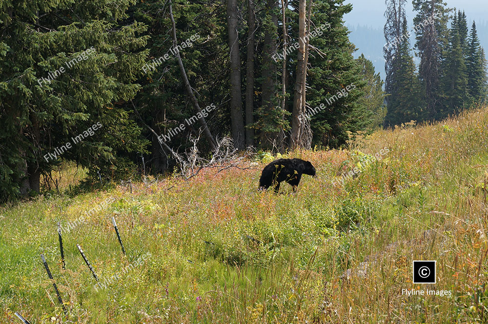 Black Bear, Yellowstone, Mount Washburn