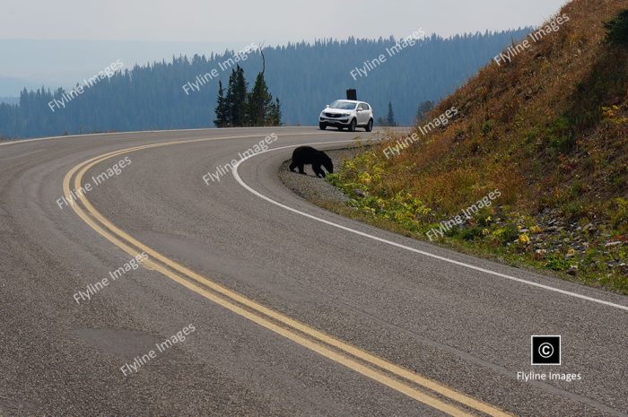 Black Bear, Yellowstone, Mount Washburn