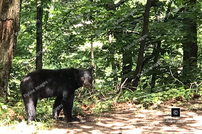 Black Bear