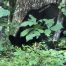 Georgia Black Bear