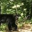 Black Bear, Georgia Black Bear, Sick Black Bear