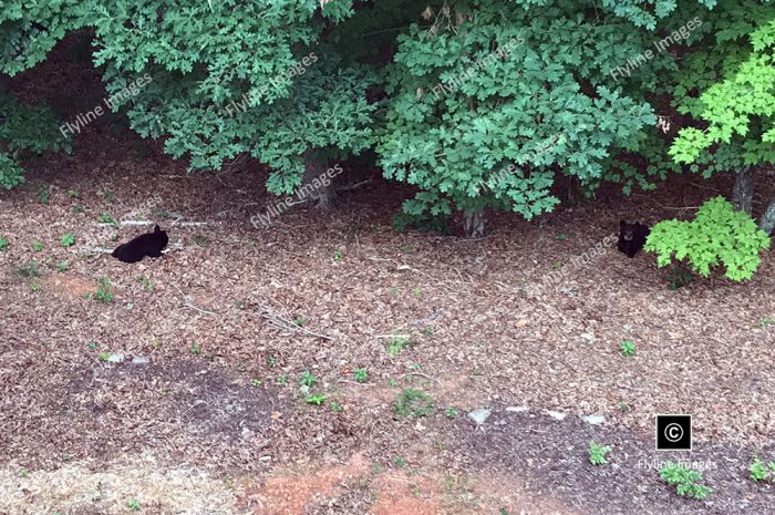 Black Bear Cubs