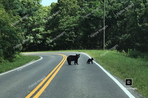 North Georgia Black Bear, Black Bear Mom and Cub