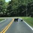 North Georgia Black Bear, Black Bear Mom and Cub