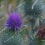 Blue Thistle, Wildflower