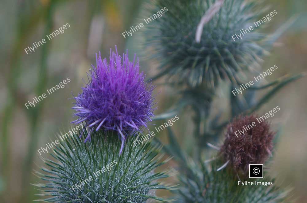 Blue Thistle, Wildflower