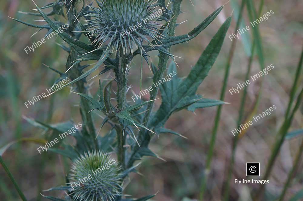 Blue-Thistle