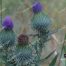 Blue Thistle, Wildflower