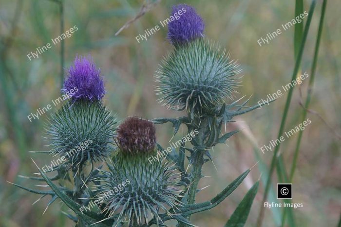 Blue Thistle, Wildflower