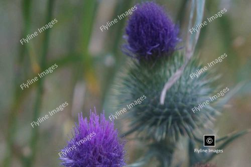 Blue Thistle