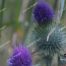 Blue Thistle