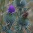 Blue Thistle, Wildflowers