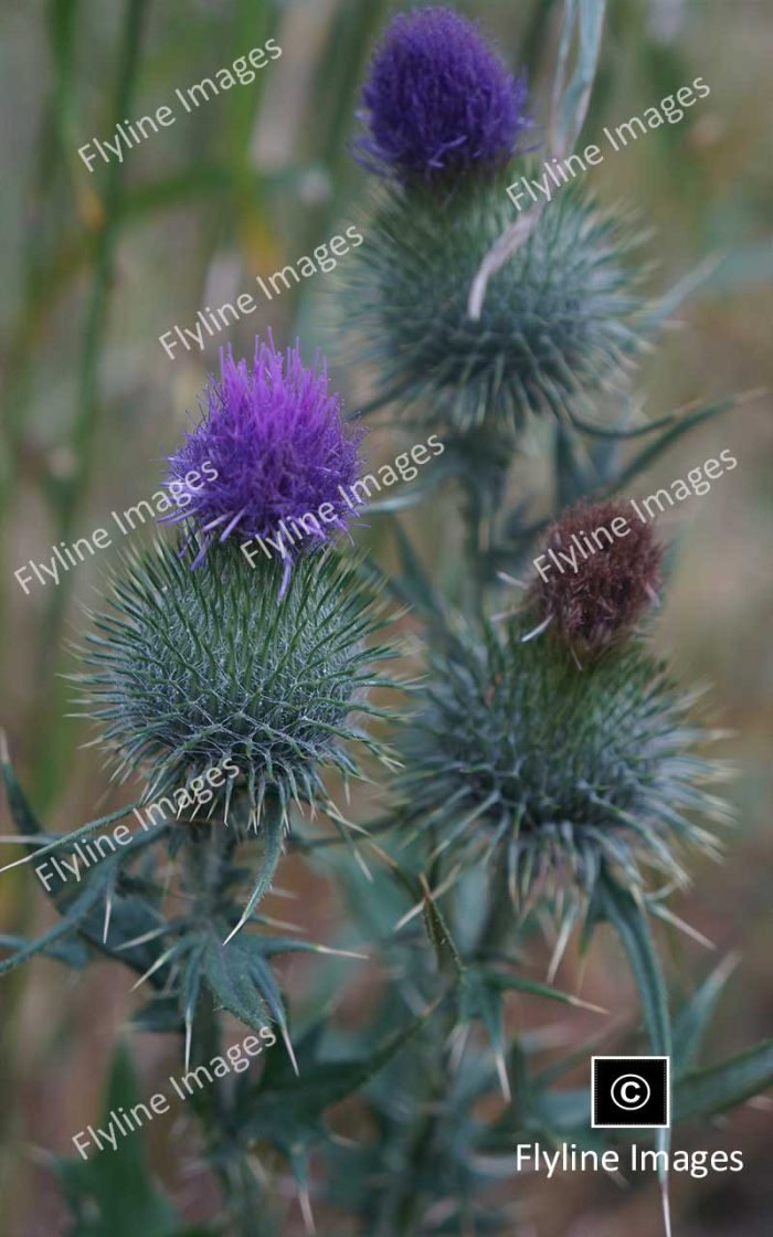 Blue Thistle, Wildflowers