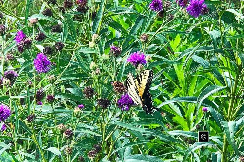 Blue Thistle, Wildflowers, North Georgia