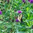 Blue Thistle, Wildflowers, North Georgia