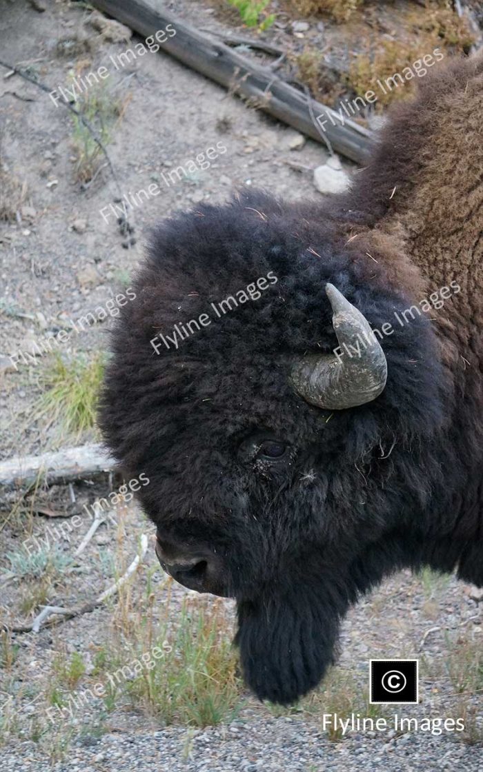 Buffalo, Yellowstone National Park