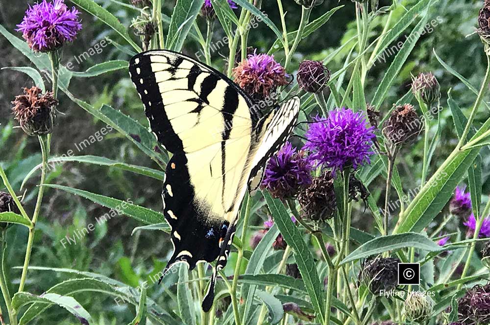 Monarch Butterfly