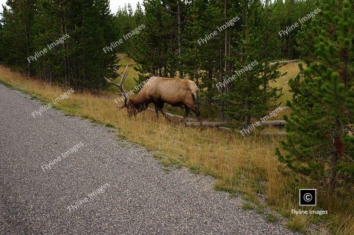 Bull Elk, Yellowstone National Park, Near Grant Village
