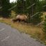 Bull Elk, Yellowstone National Park, Near Grant Village