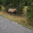 Bull Elk