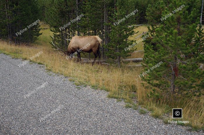 Bull Elk