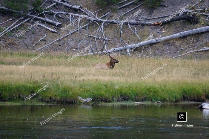 Elk