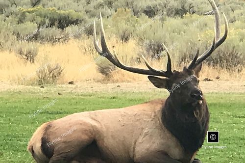 Bull Elk, Mammoth Hot Springs, Yellowstone