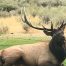 Bull Elk, Mammoth Hot Springs, Yellowstone