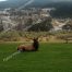 Bull Elk, Yellowstone National Park