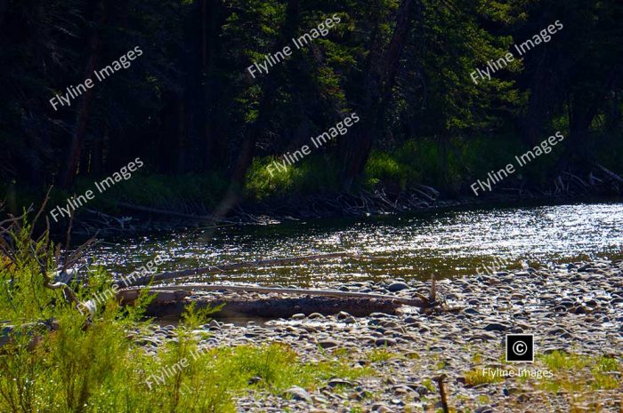 Gallatin River, Montana