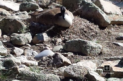 Canadian Goose, Nesting On The Chama River
