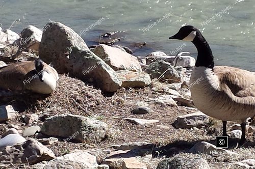 Canadian Geese, Nesting Along The Banks Of The Chama River, New Mexico