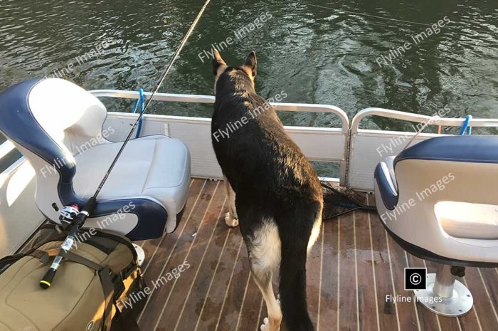 Big Canoe, Lake Petit, German Shepard