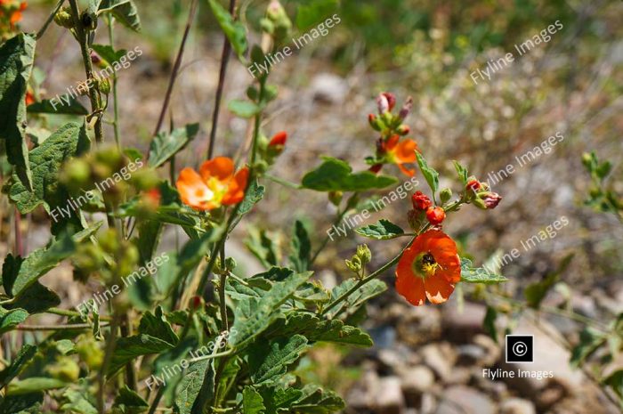 Globe Mallow Wildflowers