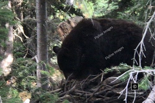 Grizzly Bear, Mount Washburn, Yellowstone