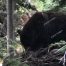 Grizzly Bear, Mount Washburn, Yellowstone