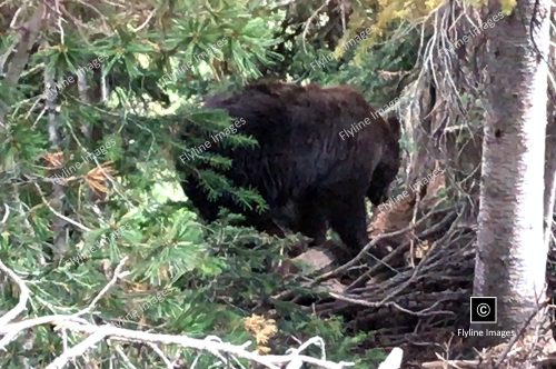Grizzly Bear, Yelllowstone, Mount Washburn