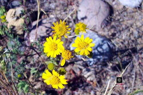 Hairy Arnica, Mountain Tobacco, New Mexico Wildflowers