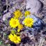 Hairy Arnica, Mountain Tobacco, New Mexico Wildflowers