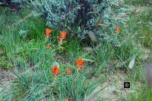 Indian Paintbrush Wildflowers, New Mexico