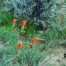 Indian Paintbrush Wildflowers, New Mexico