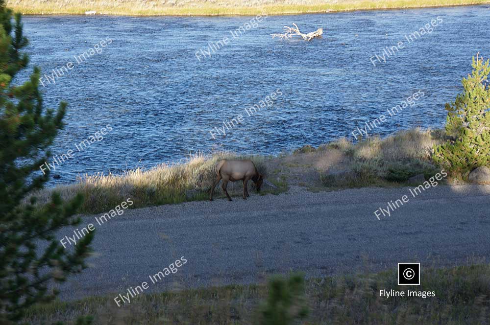 Madison-River