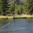 Madison River, Yellowstone National Park