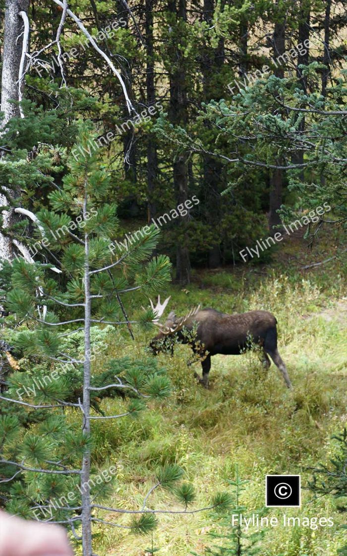 Moose, Yellowstone National Park