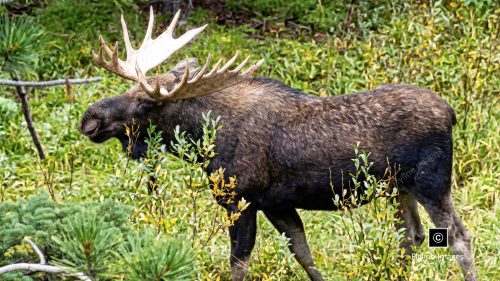 Moose, Bull Moose, Yellowstone National Park, Moose Rut