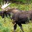 Moose, Bull Moose, Yellowstone National Park, Moose Rut