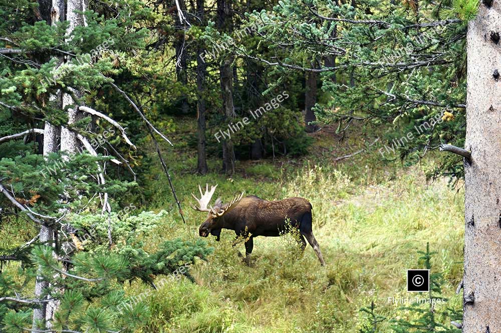 Moose, Bull Moose, Yellowstone National Park, Moose Rut