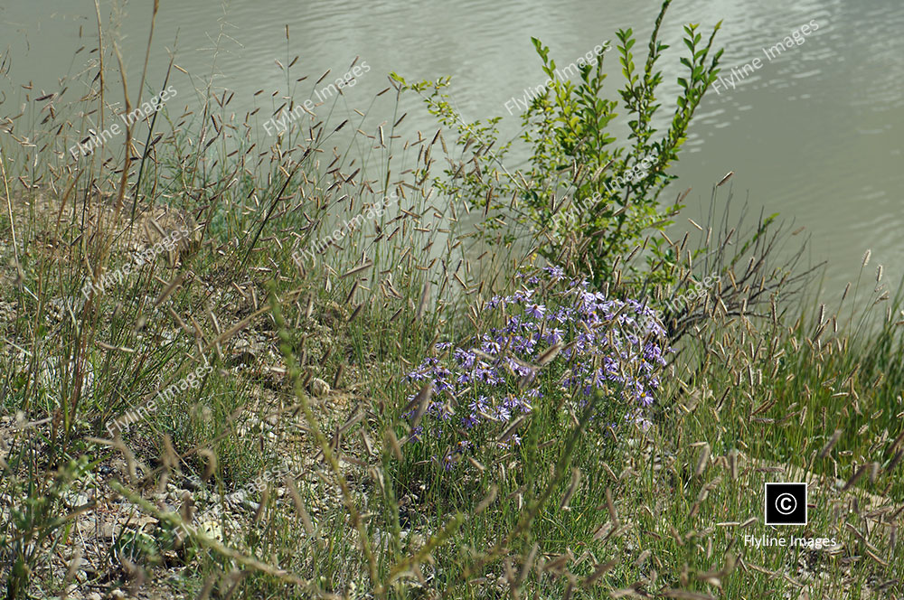 Chama River, Wildflowers